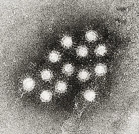 Вирус гепатита А под микроскопом