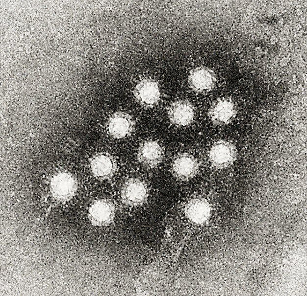 Активность гепатовирусов