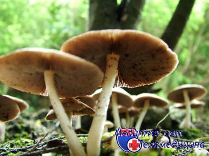 Полезные для печени грибы