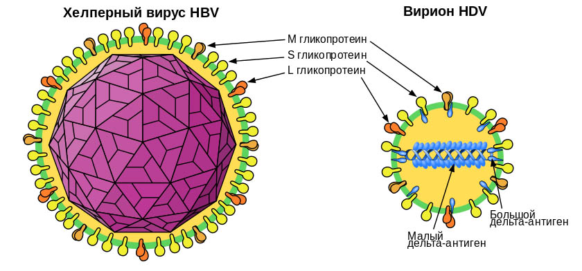 Строение вирионов вирусов гепатита B и дельта
