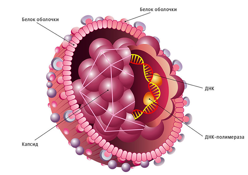 Вирусы гепатита