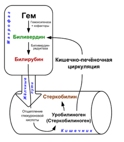 Схема метаболизма билирубина