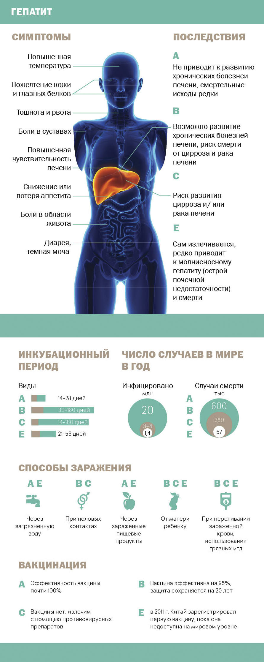 Вирусный гепатит А – первые признаки и лечение