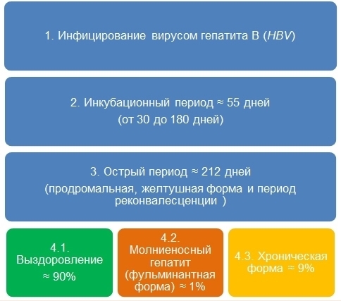 Что значит обнаружены антитела к гепатиту В в крови?