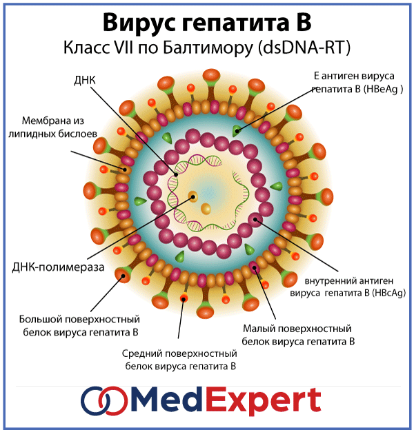 Схема строения вируса гепатита