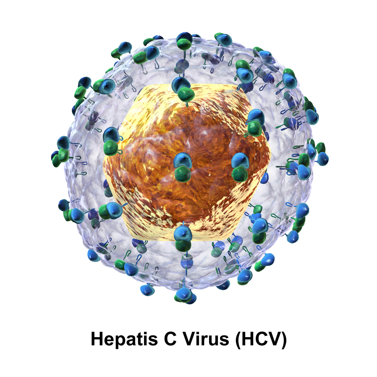 Вирус HCV