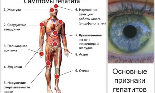 Гепатит С: передается ли болезнь половым путем?