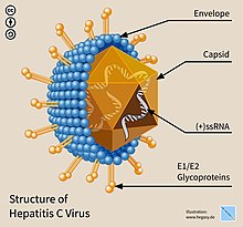 Строение генома вируса гепатита C