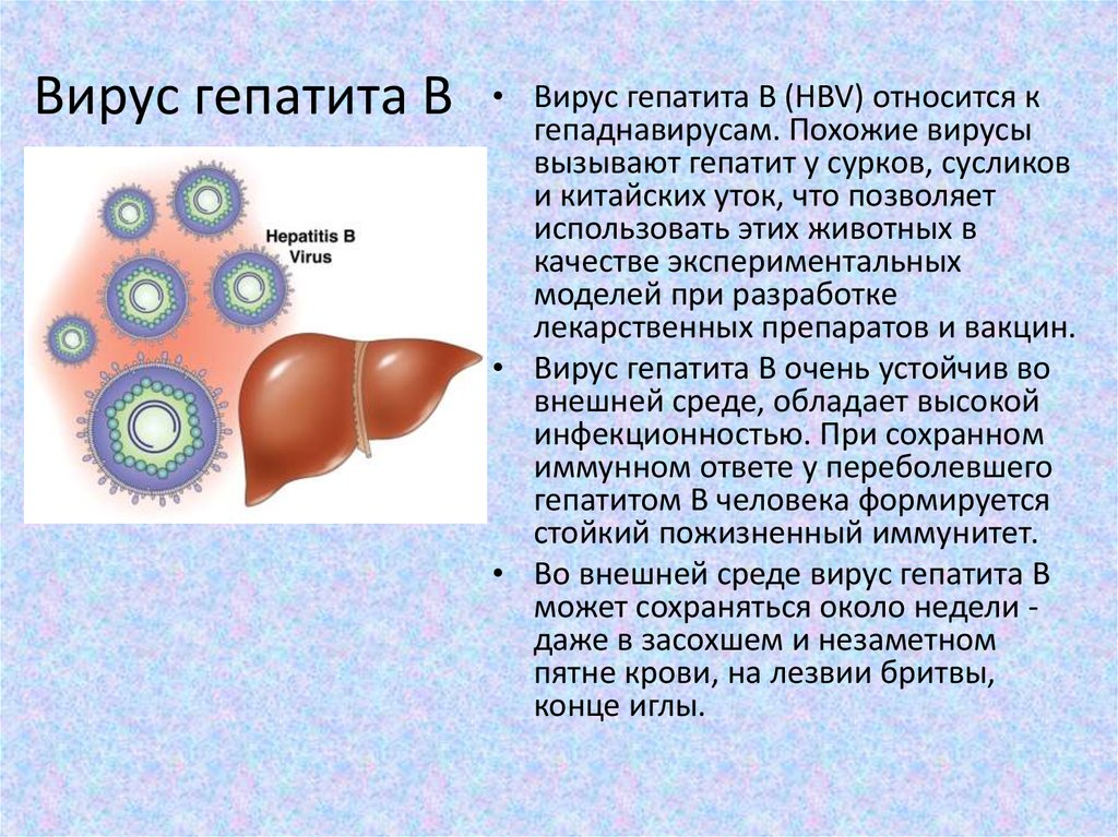 Гепатит B и иммунитет