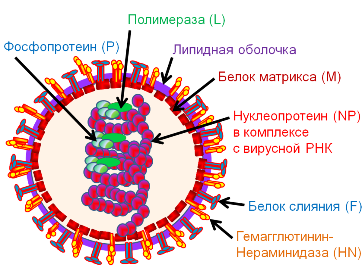 Вирусная РНК