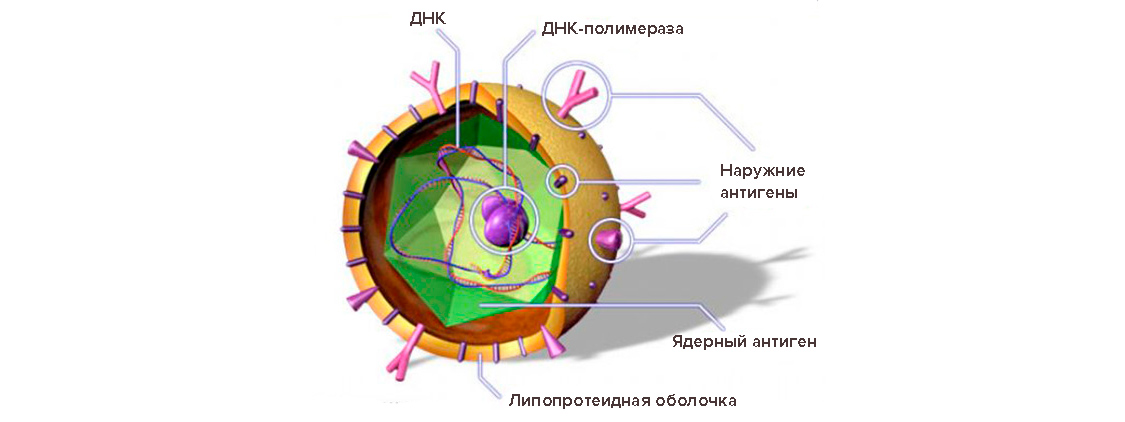 Изображение вируса гепатита B