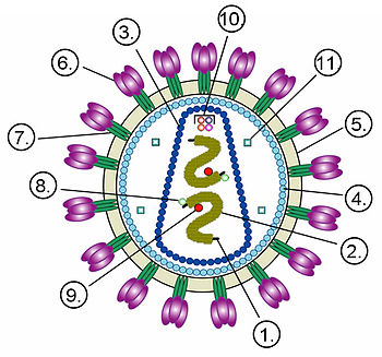 Структура вируса