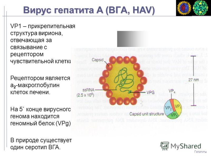Схема детекции вируса гепатита А