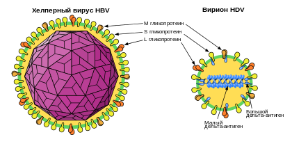 Строение вируса гепатита A