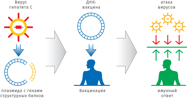 Схема приготовления рекомбинантной вакцины